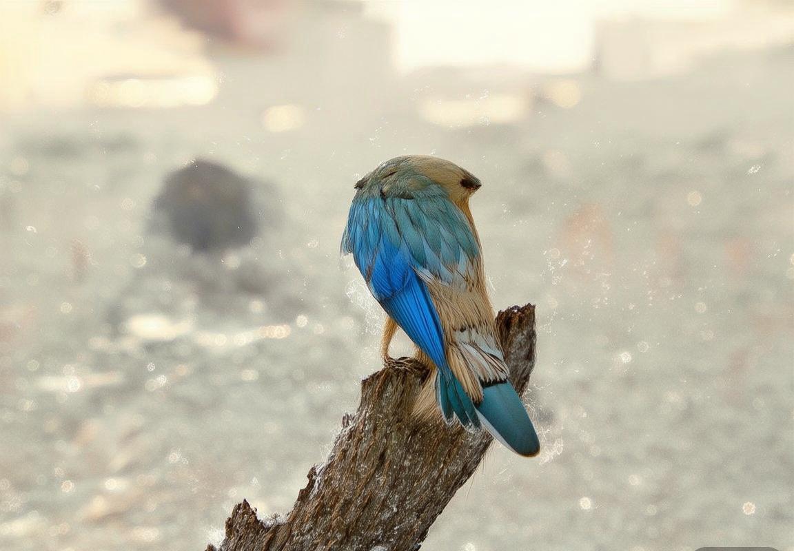 CBA焦点对决：广州队VS山东队巅峰之战深度解析(图2)